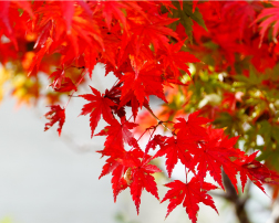 紅葉